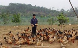 Chăn nuôi VietGAP, vẫn loay hoay lo đầu ra