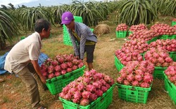 Giá nông sản như thanh long, mít "rủ nhau" tăng kỷ lục