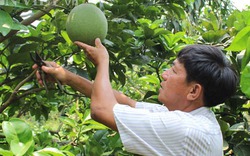 Làm giàu ở nông thôn: Thu tiền tỷ từ 3ha bưởi da xanh trên đất phèn