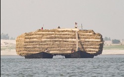 Nông dân Bangladesh lái song song hai thuyền chở 'núi' cỏ cao 6m