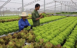 Công nghệ trồng rau sạch Việt sẽ ứng dụng tại Singapore