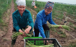 Liều mình trồng cây quý tộc, nông dân 7X cầm chắc 4 triệu/ngày