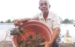 Làm giàu ở nông thôn: Cuộc dạo chơi tiền tỷ với tôm, cua hoang dã