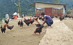 Tuân "Nùng" giúp cả thôn làm giàu từ chăn nuôi gà thả đồi