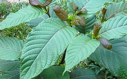 Chất kratom gây nghiện "chết người" tấn công giới trẻ?