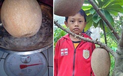 Hồng xiêm ruột đỏ Thái Lan khổng lồ 2kg/quả gây "sốt" thị trường Việt Nam