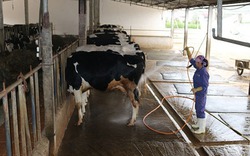 Trang trại nuôi bò sữa Mộc Châu không mùi hôi và êm ái tiếng nhạc