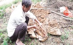 “Lót ổ, đón củ" cho cây mọc hoang trong rừng, lão nông lãi 20 triệu đồng/tháng