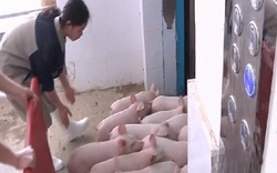 Khách sạn cao tầng phục vụ chăn nuôi lợn lớn nhất thế giới ở Trung Quốc