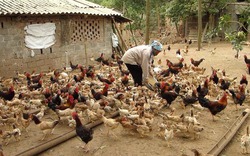 Phát triển “nóng” chăn nuôi gà, rủi ro tiềm ẩn