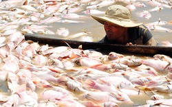 Khu vực 1.500 tấn cá chết ở Đồng Nai: Nước có khí độc vượt mức