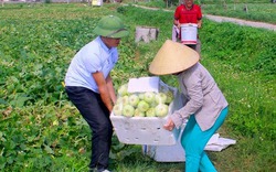 Dưa lê đầu mùa hút hàng vèo vèo vì ăn vào đẹp da, lại giảm cân