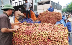 Lý giải vì sao nông sản Việt Nam xuất sang Trung Quốc gặp khó