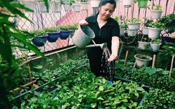 Cô giáo Hà Nội mách cách làm “nước thần” diệt sâu bọ, đuổi muỗi, lau nhà cực tốt