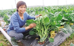 Rau sạch ăn ngay tại ruộng “made in” Cuối - Quý ở Hà Nội