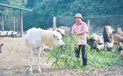 Tỷ phú con đặc sản nơi “thâm sâu cùng cốc”