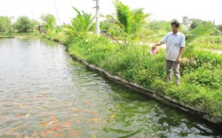 Kinh tế trang trại, hướng đi hiệu quả ở Hòa Khương