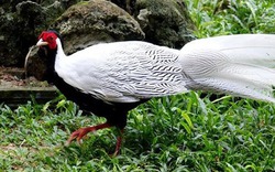 Trang trại nuôi hàng trăm loài chim quý của chàng trai xứ Quảng