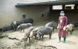 "Siêu" trang trại chăn nuôi lợn mọc lên như nấm ở Trung Quốc