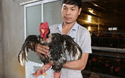 Tỷ phú 8X nuôi gà trong nhà lạnh, thu 500 triệu đồng/năm