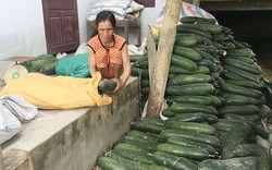 Nông dân lao đao vì bí đao rớt giá