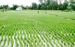 Luân canh mô hình nuôi tôm lúa, xã vùng sâu Vĩnh Phong đã khá giả