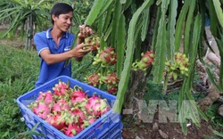 Thanh long Chợ Gạo được giá