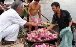 Trà ướp sen Tây Hồ ở Hà Thành 5 triệu đồng/kg, có tiền cũng không dễ mua