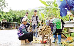 Ngọt ngào cây mía Pú Nhung