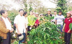 “Liều thuốc” cho lúa gạo và cà phê