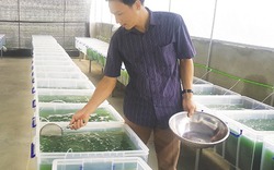 Thầy giáo dạy toán thu 10 triệu đồng/tháng nhờ trồng loại tảo “thần kỳ”