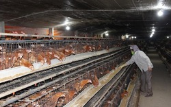 Mô hình chăn nuôi gà tự động của nông dân ngoại thành Hà Nội