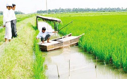 Phát triển mô hình tôm - lúa: Phải chú trọng cả hai