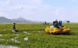 Nước lũ làm vỡ đê bao, nhấn chìm hàng trăm ha lúa