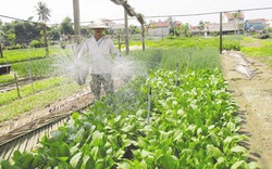 Quảng Nam đẩy mạnh phát triển nông nghiệp sạch