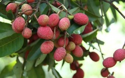Ngắm loài cây rừng ngon nổi tiếng ở An Giang, 3 năm 1 lần cho quả