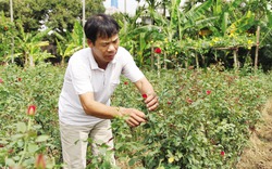 Mô hình làm giàu từ trồng hoa hồng Pháp kết hợp chăn nuôi của nông dân Thái Bình