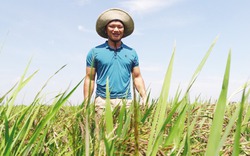 Rời ghế Phó chủ tịch, về quê… trồng lúa tím đặc sản
