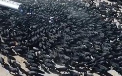 Hơn nghìn chú bò vây kín xe bồn chở nước vì hạn hán kỷ lục