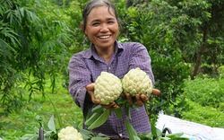 Na xứ Lạng đầu mùa quả to ngọt lịm, cả nông dân và thương lái đều "mê tít"