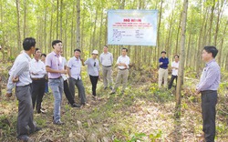 Tăng ứng dụng kỹ thuật trồng rừng thâm canh cây keo lai