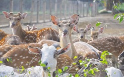 “Vinh hươu” đất Cố đô