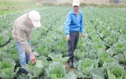 Noong Luông Mai Châu trồng bắp cải trái vụ