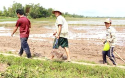 “Hốt bạc” nhờ săn chuột đồng mùa lũ