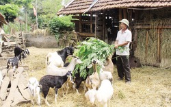 Giúp nông dân thoát nghèo bằng các mô hình kinh tế