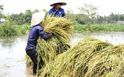 Lũ về sớm và quá nhanh, nông dân miền Tây thiệt hại nặng