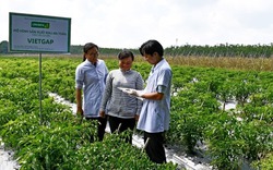 Uniben hỗ trợ nông dân làm VietGap, phát triển vùng nguyên liệu sạch