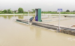 Nuôi cá kiểu “sông trong ao”, Hưng Phát càng phát