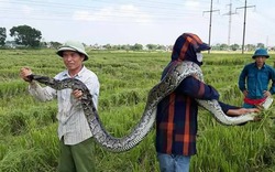 Tá hỏa gặp trăn "khủng" trên ruộng lúa, rắn hổ mang hoa dài 2m trong chuồng gà