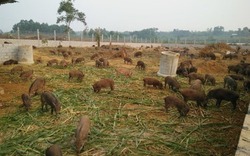 "9x" khởi nghiệp nuôi lợn rừng với mô hình sạch từ trang trại đến bàn ăn